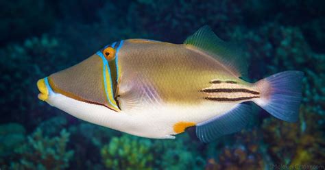 The Humuhumunukunukuapua’a: The Hawaii Fish With A Long .